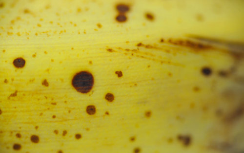 Macro Photography (Banana)